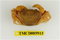 藏品(南澳澤蟹)的圖片